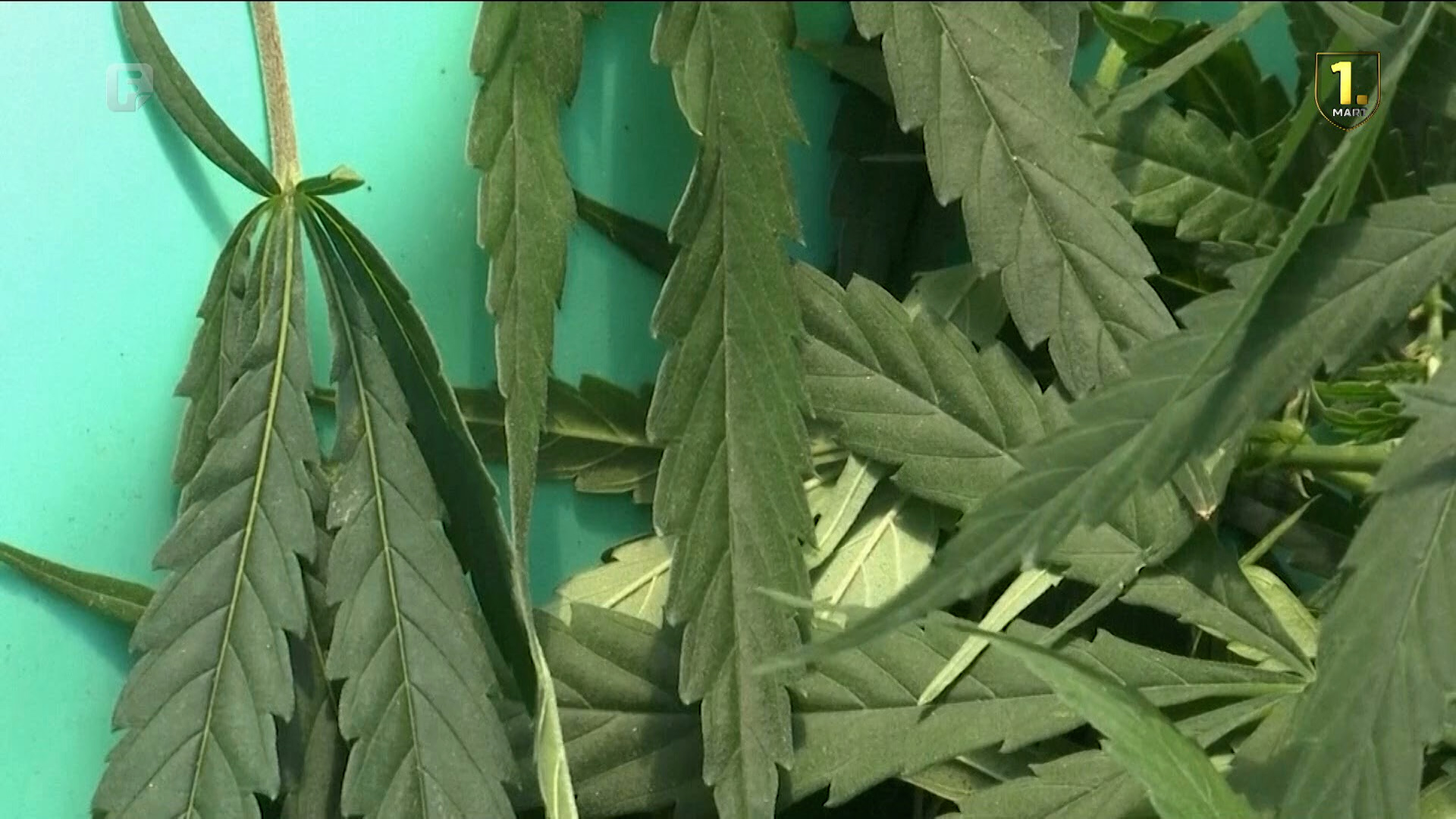 Njemački parlament izglasao djelomičnu legalizaciju kanabisa